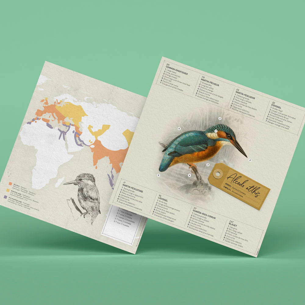 Alcedo Atthis Paper Figure Kit - Image 5