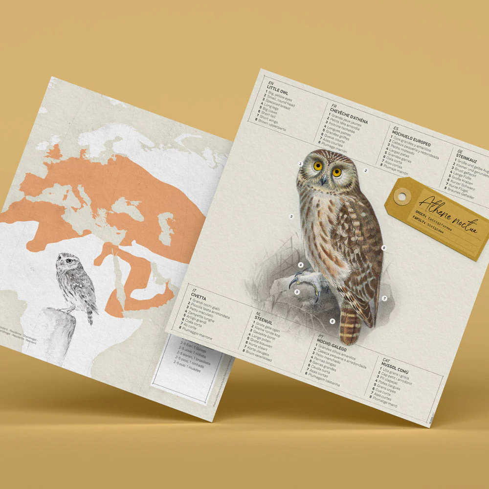 Athene Noctua Paper Figure Kit - Image 4