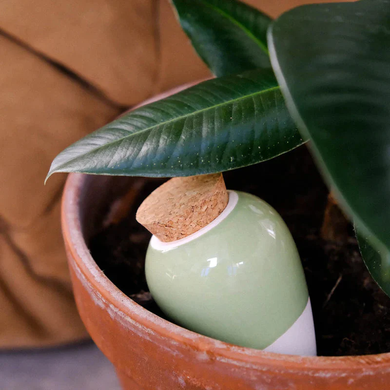 Olla Green - Image 2