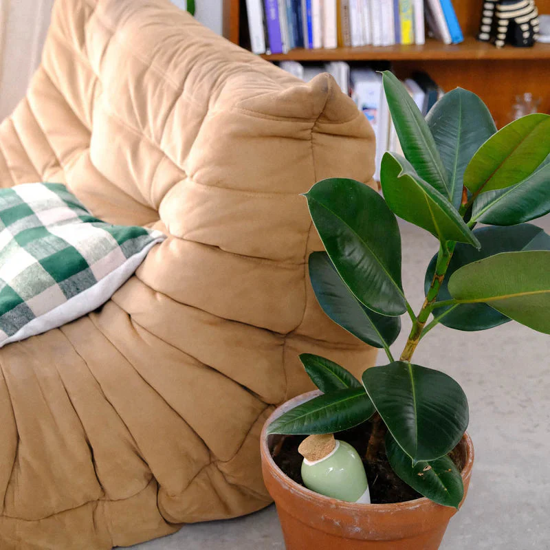 Olla Green - Image 3